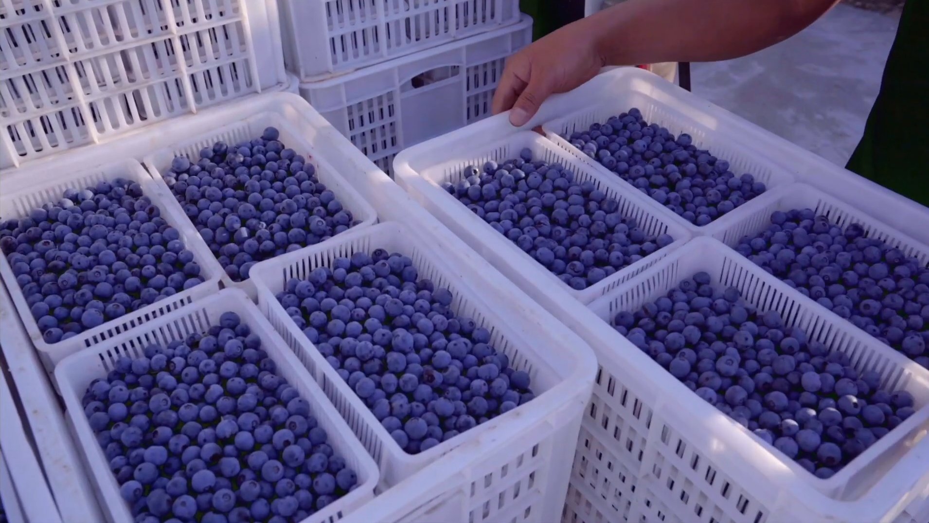 Cold Chain Logistics