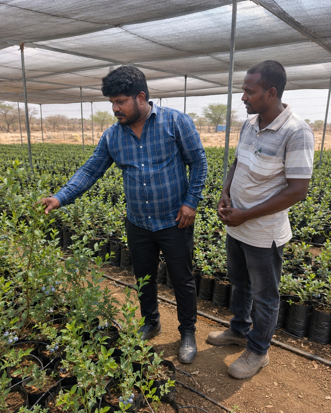 Nursery Plant Inspection