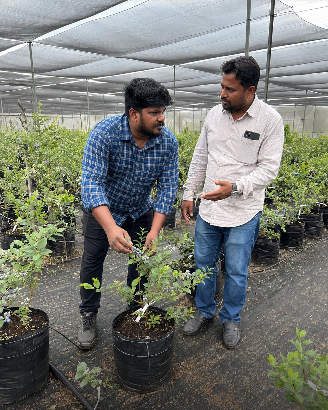 Advanced Irrigation