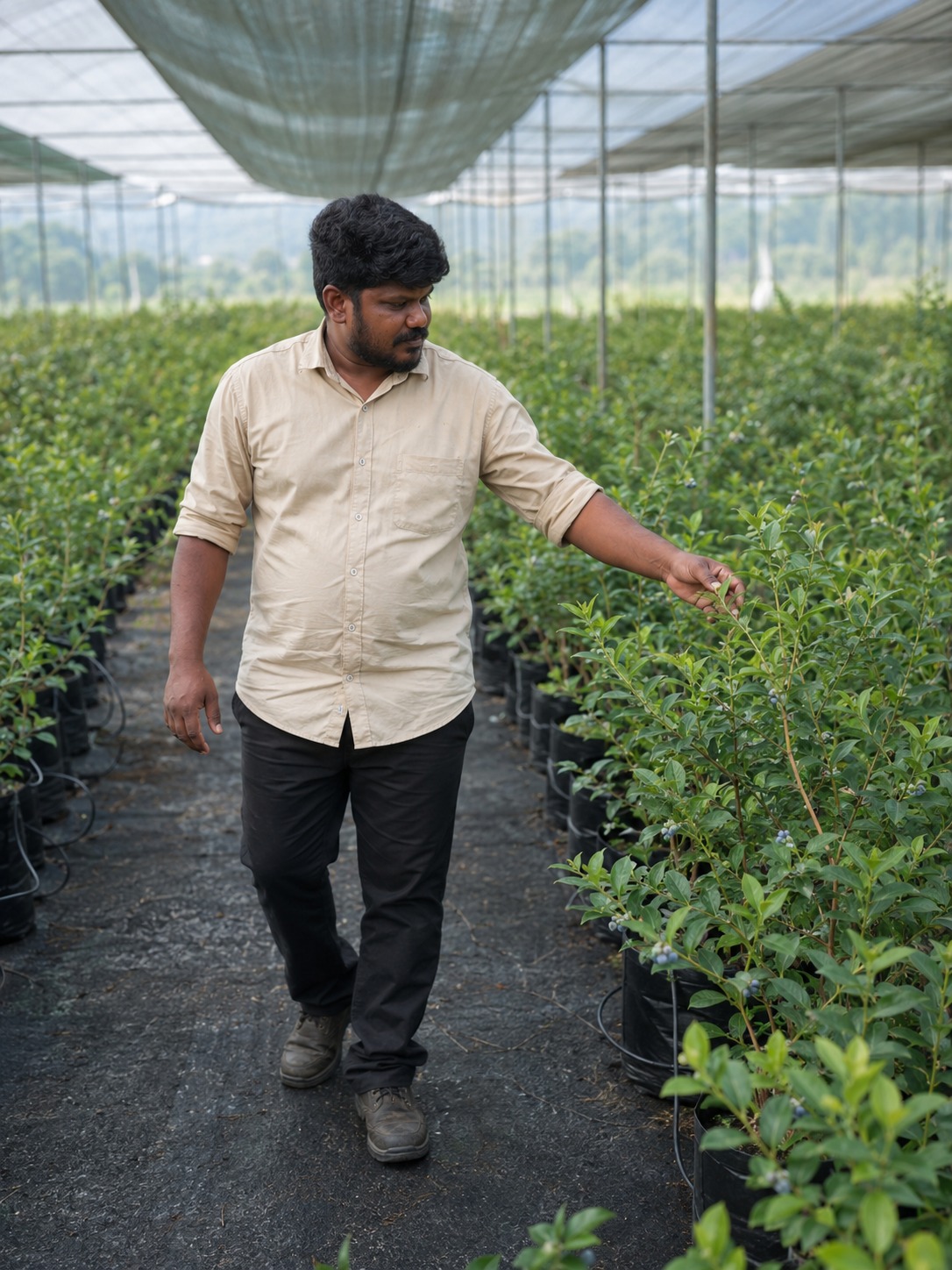 IoT Crop Monitoring